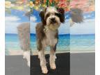 Poodle (Miniature) Mix DOG FOR ADOPTION RGADN-1351254 - Bilbo Waggins - Poodle