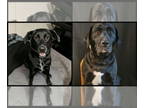 Labrador Retriever DOG FOR ADOPTION RGADN-1351279 - Alex and Nicki - Labrador