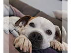 Boxer Mix DOG FOR ADOPTION RGADN-1351295 - TORINA - Boxer / Mixed Dog For