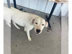 Dogo Argentino DOG FOR ADOPTION RGADN-1351311 - *MAUI - Dogo Argentino (medium