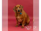Basset Hound-Redbone Coonhound Mix DOG FOR ADOPTION RGADN-1351315 - Beni -