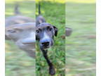 Labrador Retriever Mix DOG FOR ADOPTION RGADN-1351345 - Sweet Boys : Koda -