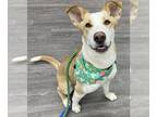 Huskies -Labrador Retriever Mix DOG FOR ADOPTION RGADN-1351375 - XP Nikki -