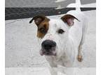 American Pit Bull Terrier DOG FOR ADOPTION RGADN-1351383 - LUNA - Pit Bull