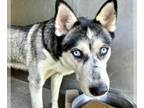 Siberian Husky DOG FOR ADOPTION RGADN-1351389 - AMELIA - Siberian Husky (medium