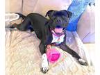 Boxador DOG FOR ADOPTION RGADN-1351407 - XP Kyla - Chester