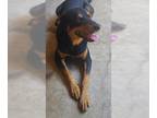 Huskies -Rottweiler Mix DOG FOR ADOPTION RGADN-1351416 - MILO - Rottweiler /