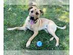 Shepradors DOG FOR ADOPTION RGADN-1351441 - XP Bruce - West Long Branch