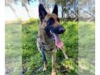 German Shepherd Dog DOG FOR ADOPTION RGADN-1351459 - KONA - German Shepherd Dog