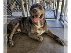 Catahoula Leopard Dog Mix DOG FOR ADOPTION RGADN-1351464 - Buck - Catahoula