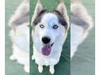 Siberian Husky DOG FOR ADOPTION RGADN-1351477 - RIHANNA- IN FOSTER - Siberian