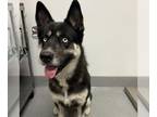 Siberian Husky Mix DOG FOR ADOPTION RGADN-1351503 - AMAYA - Siberian Husky /
