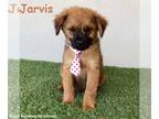 Shepweiller DOG FOR ADOPTION RGADN-1351526 - Jarvis - German Shepherd Dog /