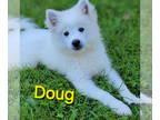American Eskimo Dog DOG FOR ADOPTION RGADN-1351539 - Doug - American Eskimo Dog