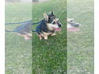 Pembroke Welsh Corgi Mix DOG FOR ADOPTION RGADN-1351548 - TANUKI - Terrier /