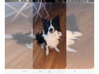 Australian Shepherd DOG FOR ADOPTION RGADN-1351552 - Brody- Courtesy Listing -