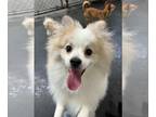 Pomeranian DOG FOR ADOPTION RGADN-1351559 - Kikko - Pomeranian (long coat) Dog