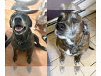 American Pit Bull Terrier-Golden Retriever Mix DOG FOR ADOPTION RGADN-1351562 -