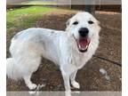 Great Pyrenees Mix DOG FOR ADOPTION RGADN-1351574 - PHOEBE - Great Pyrenees /