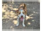 Staffordshire Bull Terrier Mix DOG FOR ADOPTION RGADN-1351577 - J-LO -