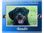 Rottweiler DOG FOR ADOPTION RGADN-1351578 - Bandit - Rottweiler (short coat) Dog