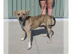 American Pit Bull Terrier-Beagle Mix DOG FOR ADOPTION RGADN-1351589 - OVER EASY