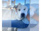 Mix DOG FOR ADOPTION RGADN-1351606 - Timber M - Akbash / Great Pyrenees