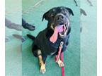 Rottweiler Mix DOG FOR ADOPTION RGADN-1351617 - Flynn - Rottweiler / Mixed