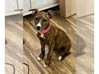 Boxer DOG FOR ADOPTION RGADN-1351619 - BUGSY #2 - Boxer / Pit Bull Terrier