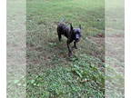 American Boston Bull Terrier DOG FOR ADOPTION RGADN-1351633 - Major Payne -