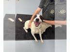 American Staffordshire Terrier Mix DOG FOR ADOPTION RGADN-1351661 - King -