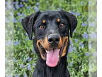 Rottweiler DOG FOR ADOPTION RGADN-1351663 - Ultimately Uzi ~ Fun !
