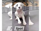 American Pit Bull Terrier DOG FOR ADOPTION RGADN-1351671 - Spot - Pit Bull