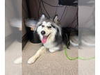Samoyed Mix DOG FOR ADOPTION RGADN-1351675 - Booker A426286 - Samoyed / Mixed