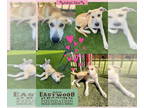 Ibizan Hound-Labrador Retriever Mix DOG FOR ADOPTION RGADN-1351677 - Mae -