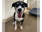 Huskies Mix DOG FOR ADOPTION RGADN-1351690 - ROOSTER - Husky / Mixed (medium