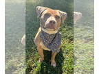 American Pit Bull Terrier DOG FOR ADOPTION RGADN-1351721 - Apple: Not at shelter