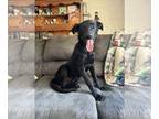 Shepradors DOG FOR ADOPTION RGADN-1351755 - Ketchikan *foster needed* - Labrador