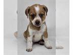 Australian Shepherd Mix DOG FOR ADOPTION RGADN-1351756 - Lexington - Australian