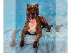 Boxer Mix DOG FOR ADOPTION RGADN-1351764 - Babylon *foster needed* - Boxer /
