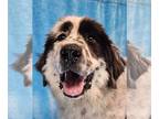 English Shepherd-Great Pyrenees Mix DOG FOR ADOPTION RGADN-1351772 - Cambridge