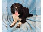 Australian Shepherd DOG FOR ADOPTION RGADN-1351774 - Hyatt - Australian Shepherd
