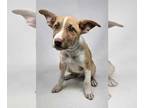 Huskies Mix DOG FOR ADOPTION RGADN-1351775 - Beaufort *foster needed* - Husky /