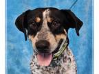 Bluetick Coonhound Mix DOG FOR ADOPTION RGADN-1351785 - Jaffery *foster needed*