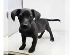 Chiweenie DOG FOR ADOPTION RGADN-1351789 - Dickson *foster needed* - Dachshund /