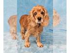 Cocker Spaniel DOG FOR ADOPTION RGADN-1351790 - Cedar *foster needed* - Cocker