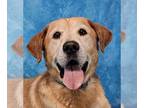 Golden Labrador DOG FOR ADOPTION RGADN-1351791 - Owings *foster needed* -