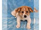 Great Pyrenees Mix DOG FOR ADOPTION RGADN-1351794 - Nacogdoches *foster needed*