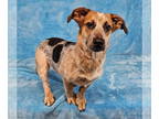 Pembroke Welsh Corgi Mix DOG FOR ADOPTION RGADN-1351795 - Salem *foster needed*