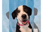 Border Collie-Collie Mix DOG FOR ADOPTION RGADN-1351796 - Victoria *foster